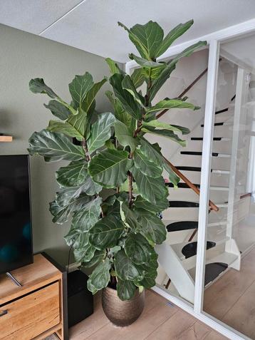 Grote Ficus Lyrata (Vioolplant) - 2.50m  beschikbaar voor biedingen