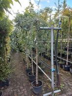 Pyrus Salixifolia Pendula Treurboom in Pot, Tuin en Terras, Planten | Bomen, Treurboom, Lente, 100 tot 250 cm, Ophalen