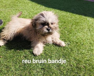 Boomer pups nog 2 reutjes beschikbaar voor biedingen