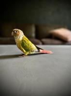Pyrrhura, Dieren en Toebehoren, Vogels | Parkieten en Papegaaien, Geslacht onbekend, Papegaai, Geringd