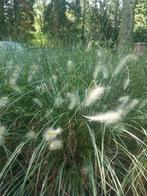 Lampenpoetsersgras Pennisetum Siergras 50 stuks, Tuin en Terras, Planten | Tuinplanten, Ophalen of Verzenden, Overige soorten