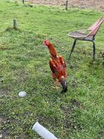 Shamo, Dieren en Toebehoren, Vogels | Overige Vogels, Mannelijk