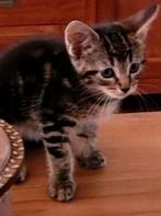 Kittens half maine coon gechipt, Dieren en Toebehoren, Poes