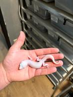 1.0 (Ms/ss) (g/sg) diablo blanco luipaardgekko
