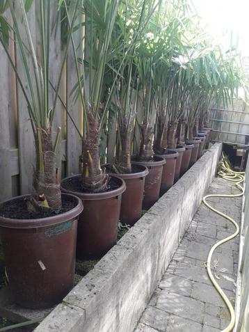 Trachycarpus Fortunei te koop 100cm hoog/ 35cm stam beschikbaar voor biedingen