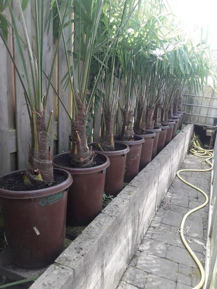 Trachycarpus Fortunei te koop 100cm hoog/ 35cm stam, Tuin en Terras, Planten | Tuinplanten, Vaste plant, Overige soorten, Halfschaduw