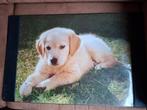 Mooie placemat of onderlegger met hond, Diversen, Bureau-accessoires, Ophalen of Verzenden