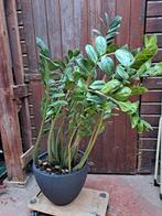ZZ-plant (Zamioculcas) - 120cm hoog!, Ophalen