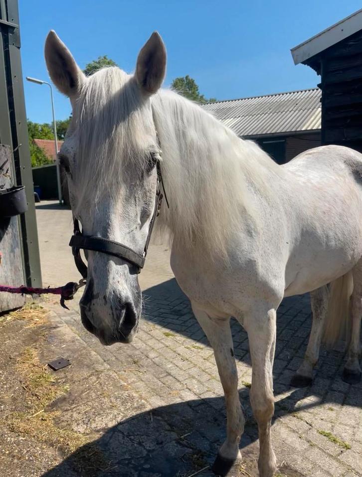 PRE spaanse merrie te koop, Dieren en Toebehoren, Paarden, Merrie, Minder dan 160 cm, 11 jaar of ouder, Dressuurpaard
