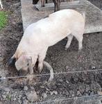 Zeug, Dieren en Toebehoren, Schapen, Geiten en Varkens, Vrouwelijk, Varken