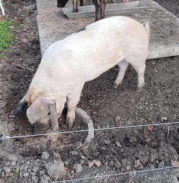 Zeug beschikbaar voor biedingen
