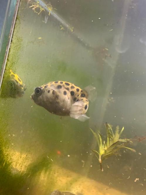Groen gevlekte kogelvis, Dieren en Toebehoren, Vissen | Aquariumvissen