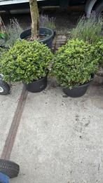 Ilex convexa bollen 50/60 grote kluit 29,50 potgekweekt, Vaste plant, Bloeit niet, Halfschaduw, Ophalen