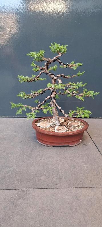 bonsai workshop beschikbaar voor biedingen