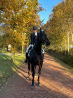 Super lieve Z2 ster ruin, Dieren en Toebehoren, Paarden, 175 cm of meer, Z, Ruin, Dressuurpaard