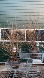 Mooie volle bossen magnolia ‘george henry’ met knop, Ophalen, Zomer, Volle zon, Overige soorten