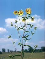 Almere: vaste zonnebloem Helianthus Giganteus, Vaste plant, Halfschaduw, Zomer, Ophalen