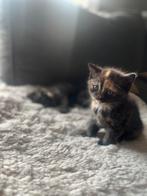 Kruising britse korthaar 7 okt na hun nieuwe huisje, Dieren en Toebehoren, Meerdere dieren, Ontwormd, 0 tot 2 jaar