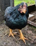 Jonge indische vechthoen haan pluimvee, Dieren en Toebehoren, Pluimvee, Mannelijk, Kip