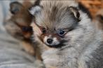 Kleine pomeriaan pomeranian keesje, Dieren en Toebehoren, Honden | Poolhonden, Keeshonden en Oertypen, Keeshond, CDV (hondenziekte)