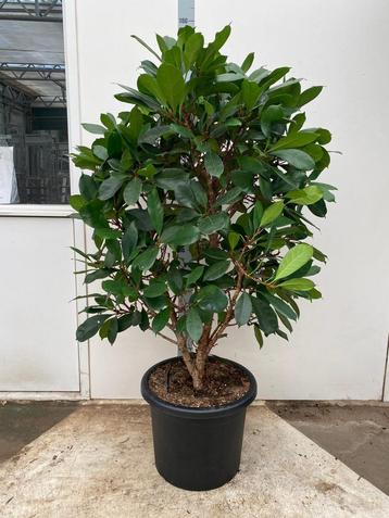 Ficus cyathistiphula struik dik hout 150cm zwaar vertakt beschikbaar voor biedingen