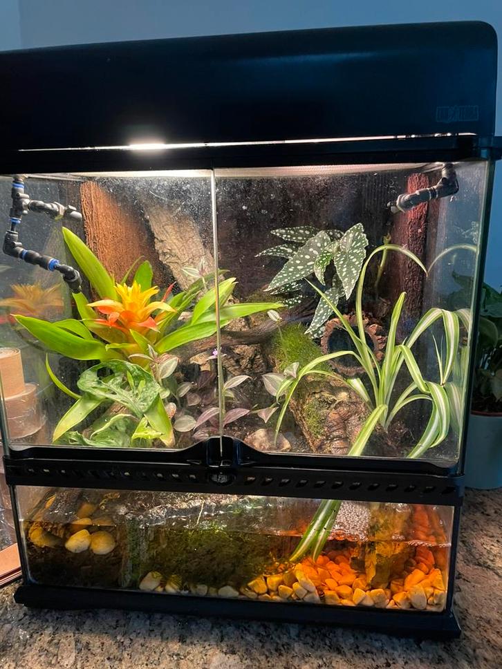 Exo terra paludarium, Dieren en Toebehoren, Reptielen en Amfibieën | Toebehoren, Terrarium of Paludarium, Ophalen