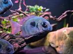 Paretroplus Maculatus, Vis