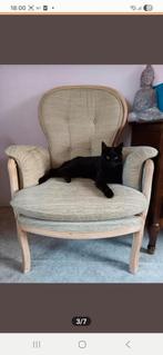 Liefdevol thuis gezocht voor Purple en Vreya, regio arnhem, Kater, Kortharig, 6 jaar of ouder