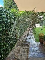 Grote olijfboom in rieten mand 1.80x1.00 meter, Tuin en Terras, Planten | Bomen, Bloeit niet, 100 tot 250 cm, Olijfboom, Ophalen
