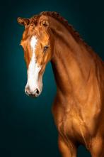 Super gave vos merrie, Dieren en Toebehoren, Merrie, Dressuurpaard, 3 tot 6 jaar