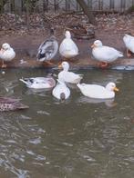 Kwakers en diverse watervogels, Dieren en Toebehoren, Pluimvee, Meerdere dieren, Eend