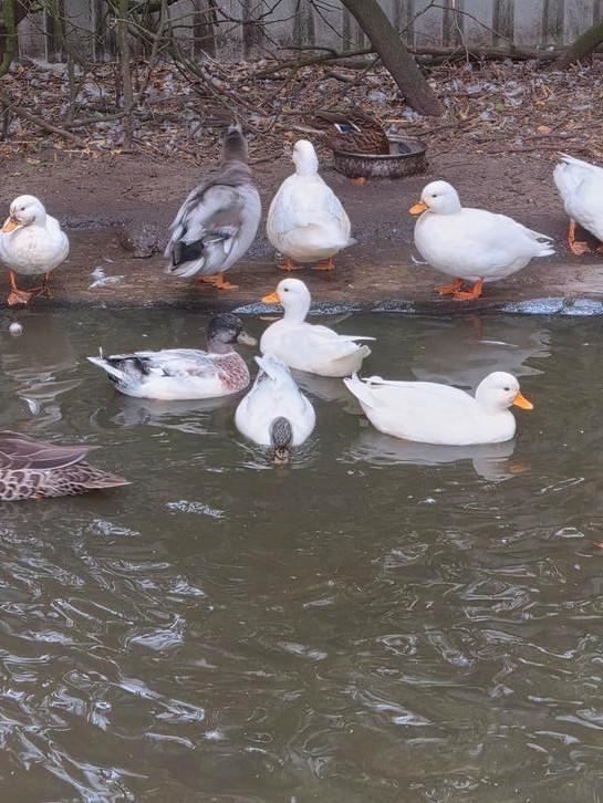 Kwakers en diverse watervogels, Dieren en Toebehoren, Pluimvee, Eend, Meerdere dieren
