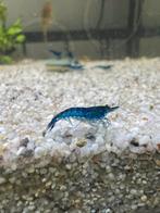 Blauwe neocaridina garnalen, Dieren en Toebehoren, Kreeft, Krab of Garnaal