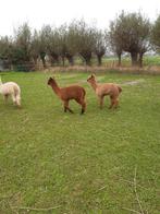 Alpacahengstjes, Dieren en Toebehoren, Juli, Meerdere dieren