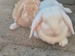 2 hangoor konijnen, koppeltje!, Dieren en Toebehoren, Meerdere dieren, Hangoor