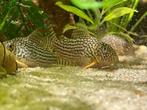 Hoplisoma (corydoras) Sterbai, Dieren en Toebehoren, Vis, Zoetwatervis