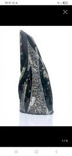 fossiel, Ophalen of Verzenden, Fossiel