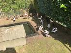 T.K Siereenden, Dieren en Toebehoren, Geslacht onbekend, Eend