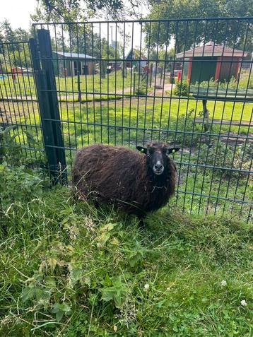 Wol - Ouessaint, Walliser Zwartneus & Alpaca beschikbaar voor biedingen