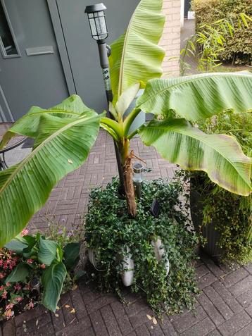 Mooie bananenplant inclusief een hangplant in bak beschikbaar voor biedingen