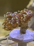 Euphyllia Paraancora gold - hamer koraal, Dieren en Toebehoren, Vissen | Aquariumvissen, Overige typen, Zoutwatervis