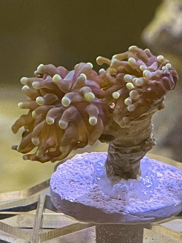   Euphyllia Paraancora gold - hamer koraal