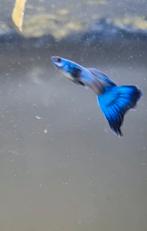 Raszuivere blue moscow guppen koppel 10€/ man 7€, Dieren en Toebehoren, Vis
