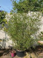 Bamboe ‘Phyllostachys’, Vaste plant, Bloeit niet, Halfschaduw, Ophalen