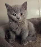 Prachtige Brits Korthaar kittens, Meerdere dieren, Ontwormd, 0 tot 2 jaar