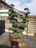 Pinus strobus Krugers liliput vormsnoei tuinbonsai, Tuin en Terras, Planten | Bomen, Ophalen
