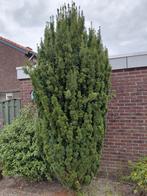 Groenblijvende Taxus GRATIS, Ophalen, Bloeit niet, Halfschaduw, 250 tot 400 cm