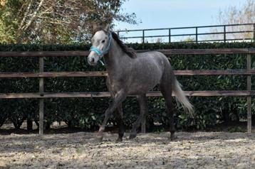 Onwijs lieve en makke 3,5 jarige e pony ruin beschikbaar voor biedingen