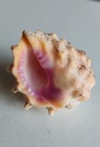 Strawberry Drupe met mooie roze kleur, Ophalen of Verzenden, Schelp(en)
