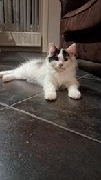 prachtige siberische kitten(geen kruising)nog 1 poesje, Dieren en Toebehoren, Katten en Kittens | Raskatten | Langhaar, Meerdere dieren